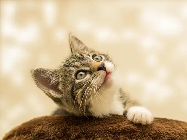 ขนส่งน้องแมว