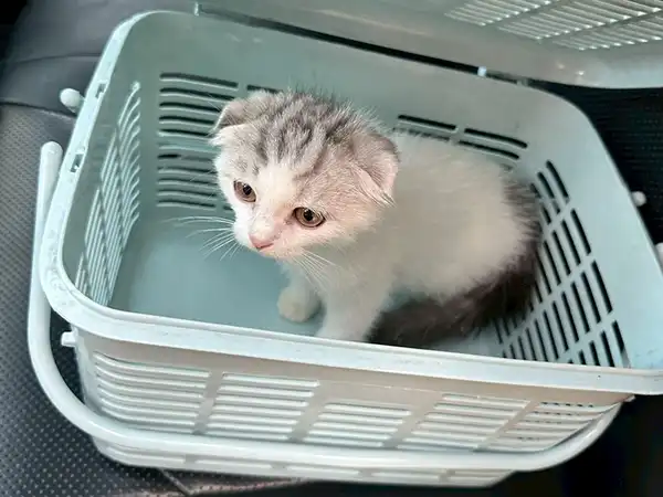 ขนส่งสัตว์เลี้ยง