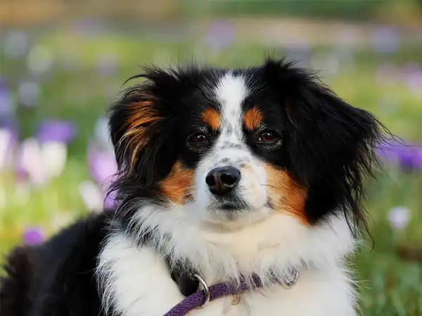 ขนส่งสัตว์เลี้ยงทุกชนิด